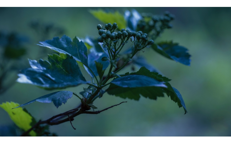 BB贝博艾弗森官网·绿